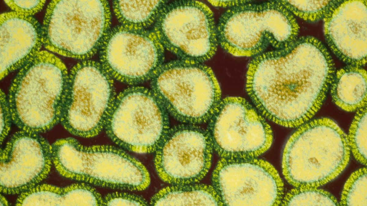 Vědci našli ve starých datech 132 tisíc nových virů a devět koronavirů